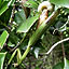 Egg Laying Mantis in Seseragi Park