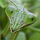 Mantis Face #4