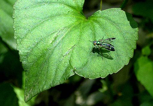 Metal Green Fly