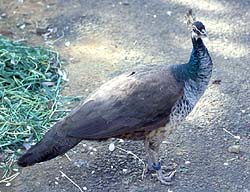 Female Peacock