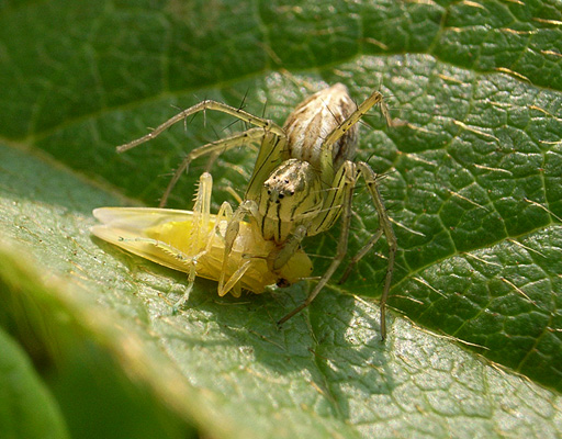 Sasagumo Spider