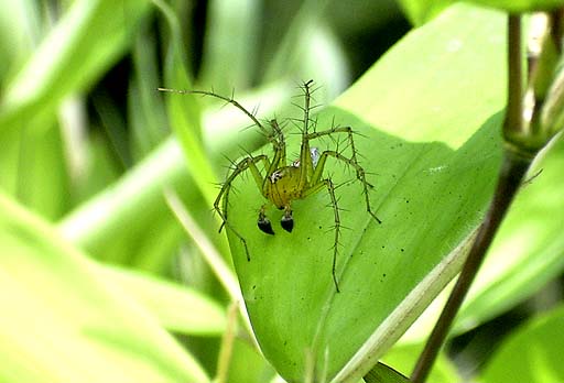 Hunting Spider