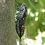 Tukutukubousi, Cicada