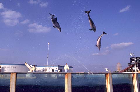 Okichan Show in Okinawa