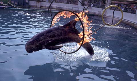 Dolphin Show in Enoshima