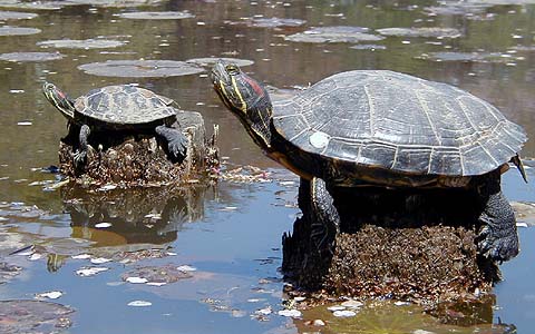 2 Turtles in Seseragi Pond