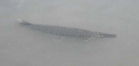 Spotted Gar in Seseragi Pond