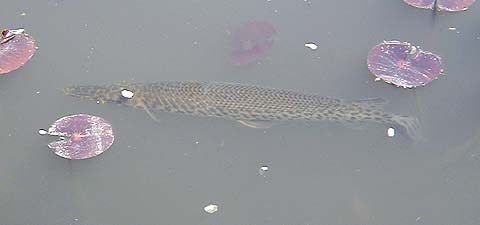 Spotted Gar in Seseragi Pond 2001