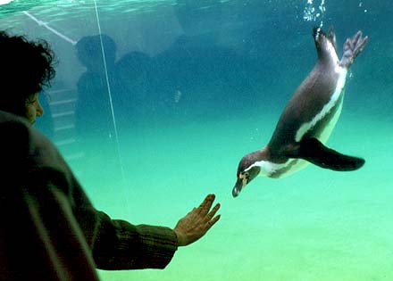 Play with Penguin