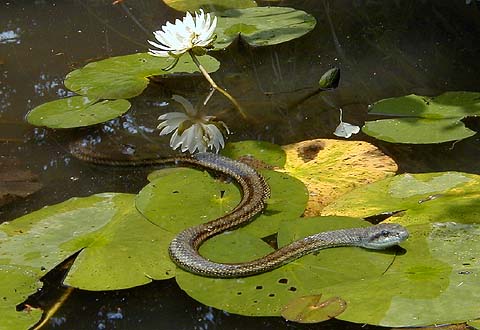 Snake on Seseragi Pond