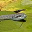 Snake On Pond