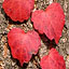 Red Colored Ivy Leaves