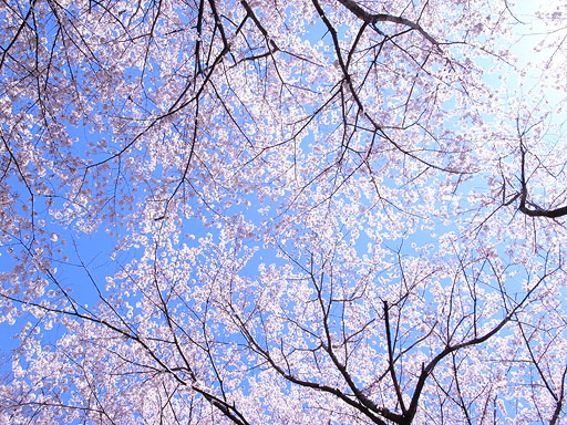 Cherry Blossom 2008, Looking Up
