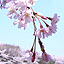 Cherry Blossom 2008