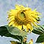 Sunflower in Summer
