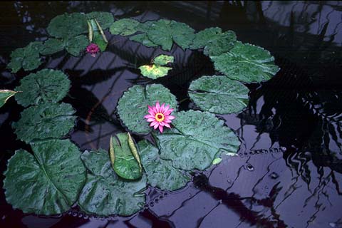 WaterLily in London Kew Garden