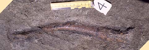 Iguanodon Long Bone #4