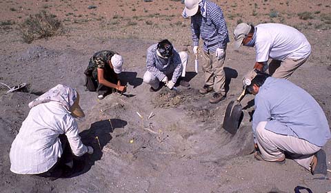 Digging Fossils