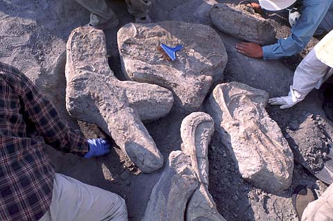 Big Blocks Of Fossils
