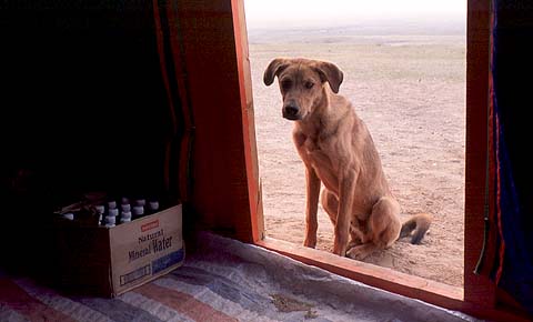 Dog Waiting At Door