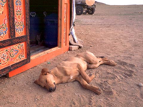 Dog Sleeping By Door