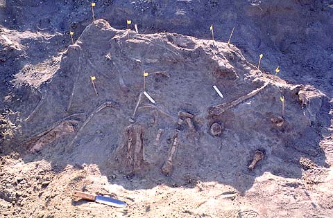 Many Many Fossils