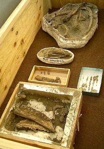 Minew Found Fossils Exhibited