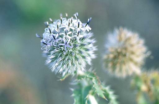 Ball Shape Flower