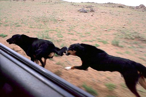 Dogs Chase Car