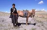 Nomadic Boy and Horse