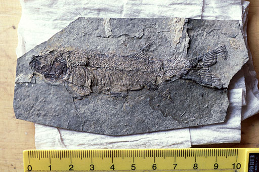Fish Fossil 2