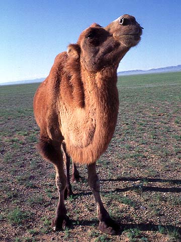 [Camel]