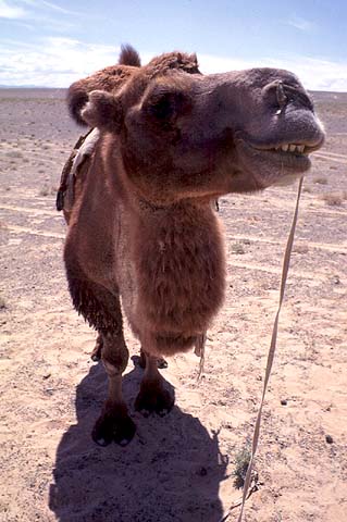 Camel Face