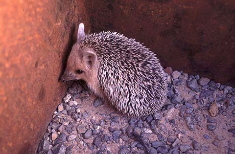 Hedgehog in a Box