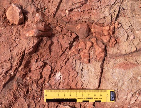 Pinacosaurs Hand, 1998Aug