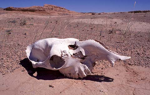 Camel Skull