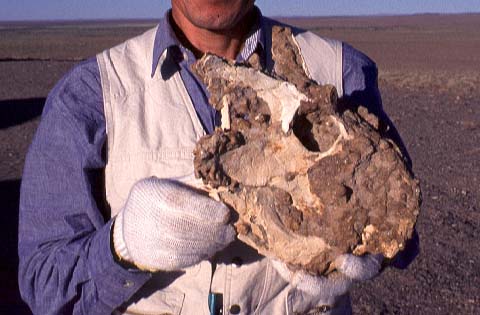 Protoceratops Head