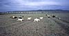 ErudeniZoo and Goats