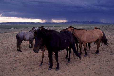 Horse And Rain