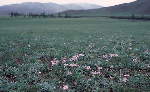 Pink Flower on Ground