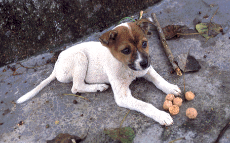 Small Dog in Phuket