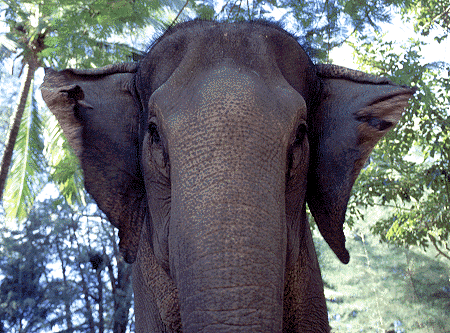 Elephant Face