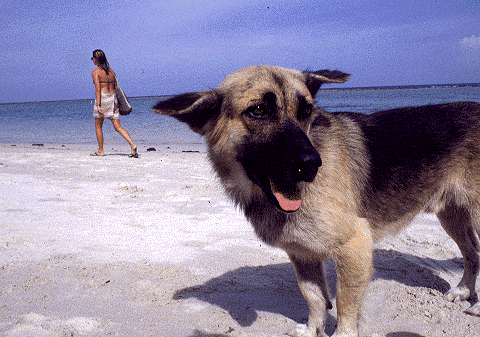 Dog in Samui