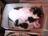 Mother Cat & Kittens