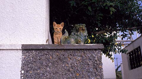 Okinawa Cat
