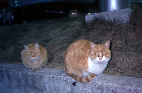 3 Cats at Convenience Store