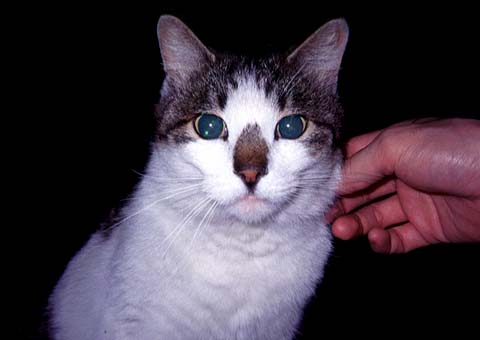 Nyaago Cat