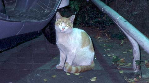 [Shinjuku Cat 1998/11]