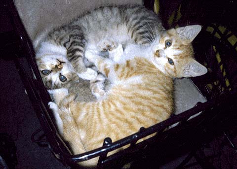 Baby Cats 2