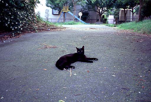 Black Cat in Park